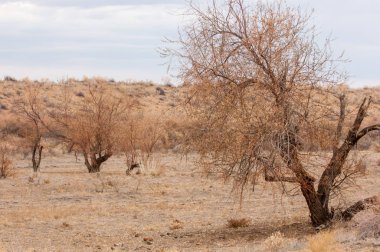 Bahar bozkırında nehir