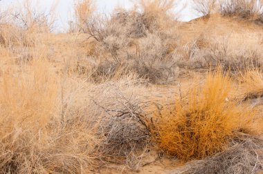 Bahar bozkırında nehir