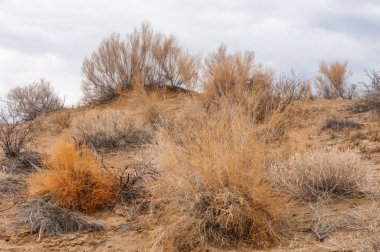 Bahar bozkırında nehir