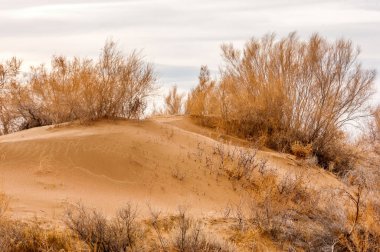 Bahar bozkırında nehir
