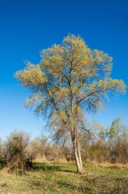 Bahar Kazakistan bozkırı