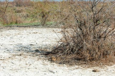 Kumlar Çöl Pınarı