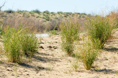 Kumlar Çöl Pınarı