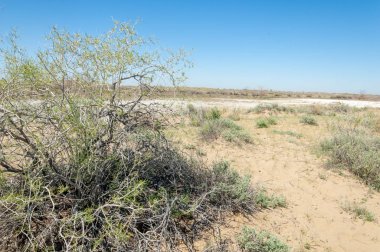 Kumlar Çöl Pınarı