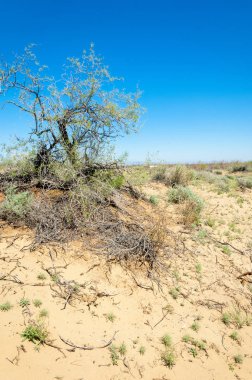Kumlar Çöl Pınarı