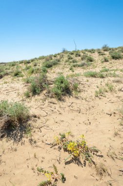 Kumlar Çöl Pınarı