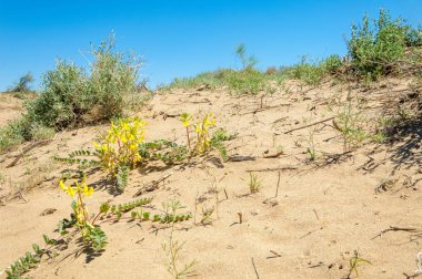 Kumlar Çöl Pınarı