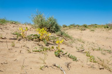 Kumlar Çöl Pınarı