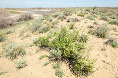 Kumlar Çöl Pınarı