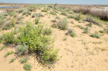 Kumlar Çöl Pınarı