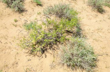 Kumlar Çöl Pınarı