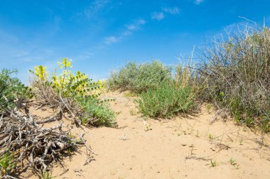 Kumlar Çöl Pınarı