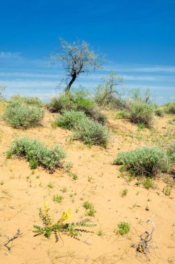 Kumlar Çöl Pınarı