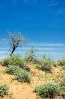 Kumlar Çöl Pınarı