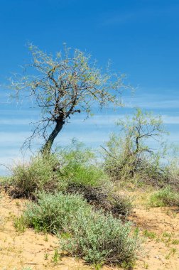Kumlar Çöl Pınarı
