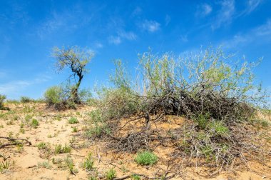 Kumlar Çöl Pınarı