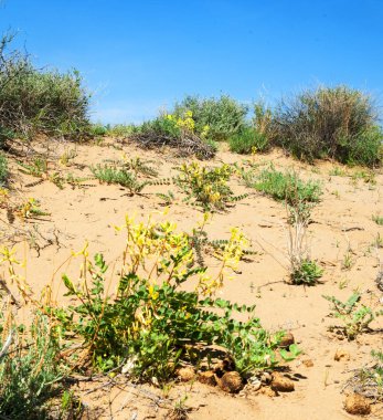 Kumlar Çöl Pınarı