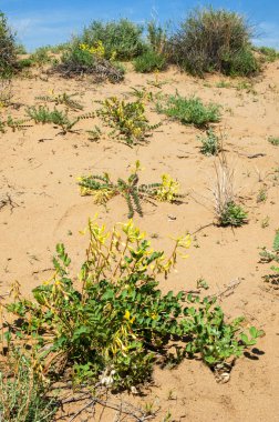 Kumlar Çöl Pınarı