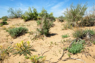 Kumlar Çöl Pınarı