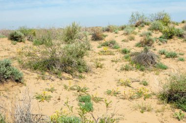Kumlar Çöl Pınarı