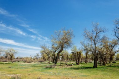 diversifolia Schrenk, Populus euphratica, Fırat Kavanozu, po