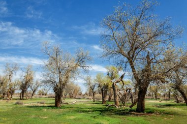 diversifolia Schrenk, Populus euphratica, Fırat Kavanozu, po