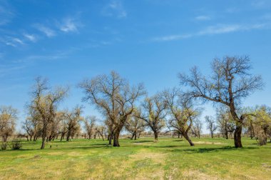 diversifolia Schrenk, Populus euphratica, Fırat Kavanozu, po