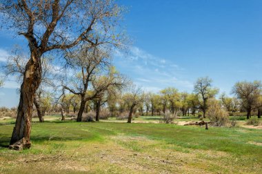 diversifolia Schrenk, Populus euphratica, Fırat Kavanozu, po