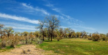 diversifolia Schrenk, Populus euphratica, Fırat Kavanozu, po