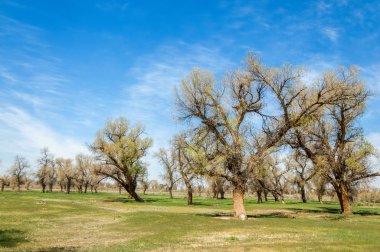 diversifolia Schrenk, Populus euphratica, Fırat Kavanozu, po