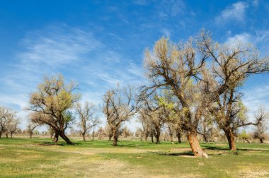 diversifolia Schrenk, Populus euphratica, Fırat Kavanozu, po