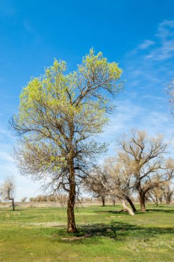 diversifolia Schrenk, Populus euphratica, Fırat Kavanozu, po