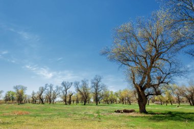 diversifolia Schrenk, Populus euphratica, Fırat Kavanozu, po