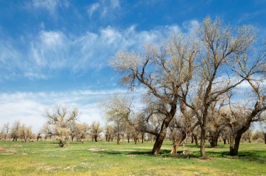 diversifolia Schrenk, Populus euphratica, Fırat Kavanozu, po