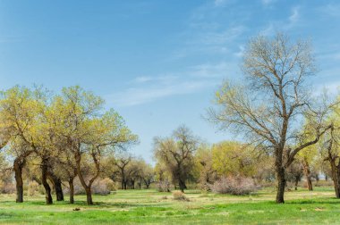 diversifolia Schrenk, Populus euphratica, Fırat Kavanozu, po