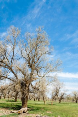 diversifolia Schrenk, Populus euphratica, Fırat Kavanozu, po