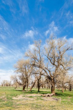 diversifolia Schrenk, Populus euphratica, Fırat Kavanozu, po