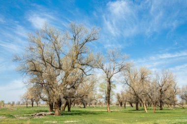 diversifolia Schrenk, Populus euphratica, Fırat Kavanozu, po
