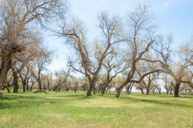 diversifolia Schrenk, Populus euphratica, Fırat Kavanozu, po
