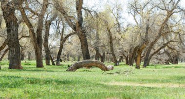 diversifolia Schrenk, Populus euphratica, Fırat Kavanozu, po