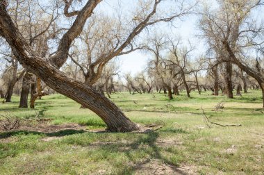 diversifolia Schrenk, Populus euphratica, Fırat Kavanozu, po