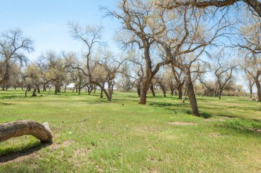 diversifolia Schrenk, Populus euphratica, Fırat Kavanozu, po