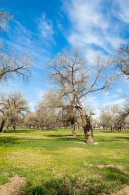 diversifolia Schrenk, Populus euphratica, Fırat Kavanozu, po
