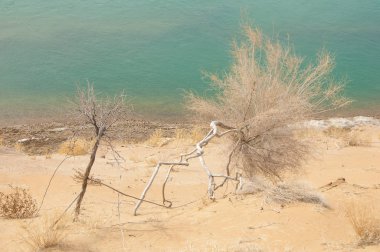 kum. Bahar. su. kar. haloxylon