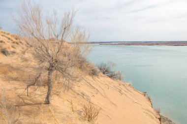 kum. Bahar. su. kar. haloxylon