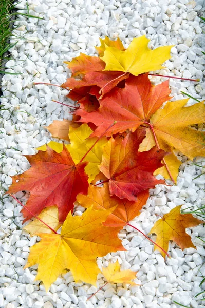 Extura, antecedentes. Hojas de otoño en el suelo. Alfombra brillante o — Foto de Stock