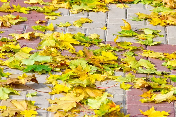 Exture, arka plan. Sonbahar yaprakları yerde. Parlak halı.