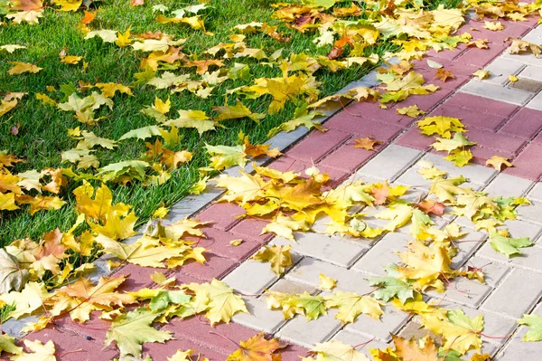 Exture, arka plan. Sonbahar yaprakları yerde. Parlak halı.