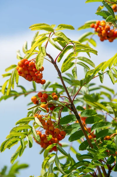 Rowan kırmızı çilekleri. Böğürtlen ve diğer küçük meyveler. Rowan.