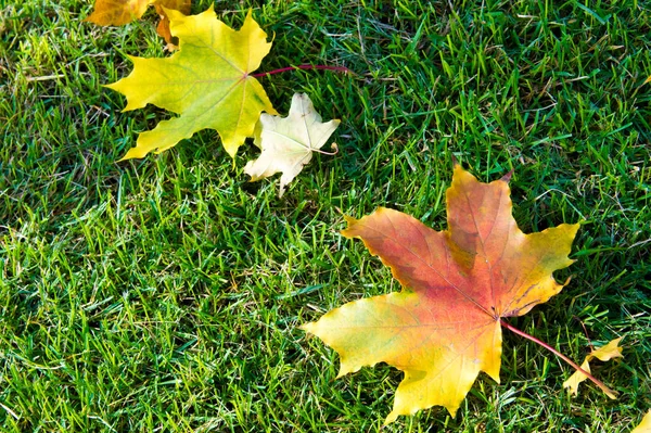 Exture, arka plan. Sonbahar yaprakları yerde. Parlak halı.